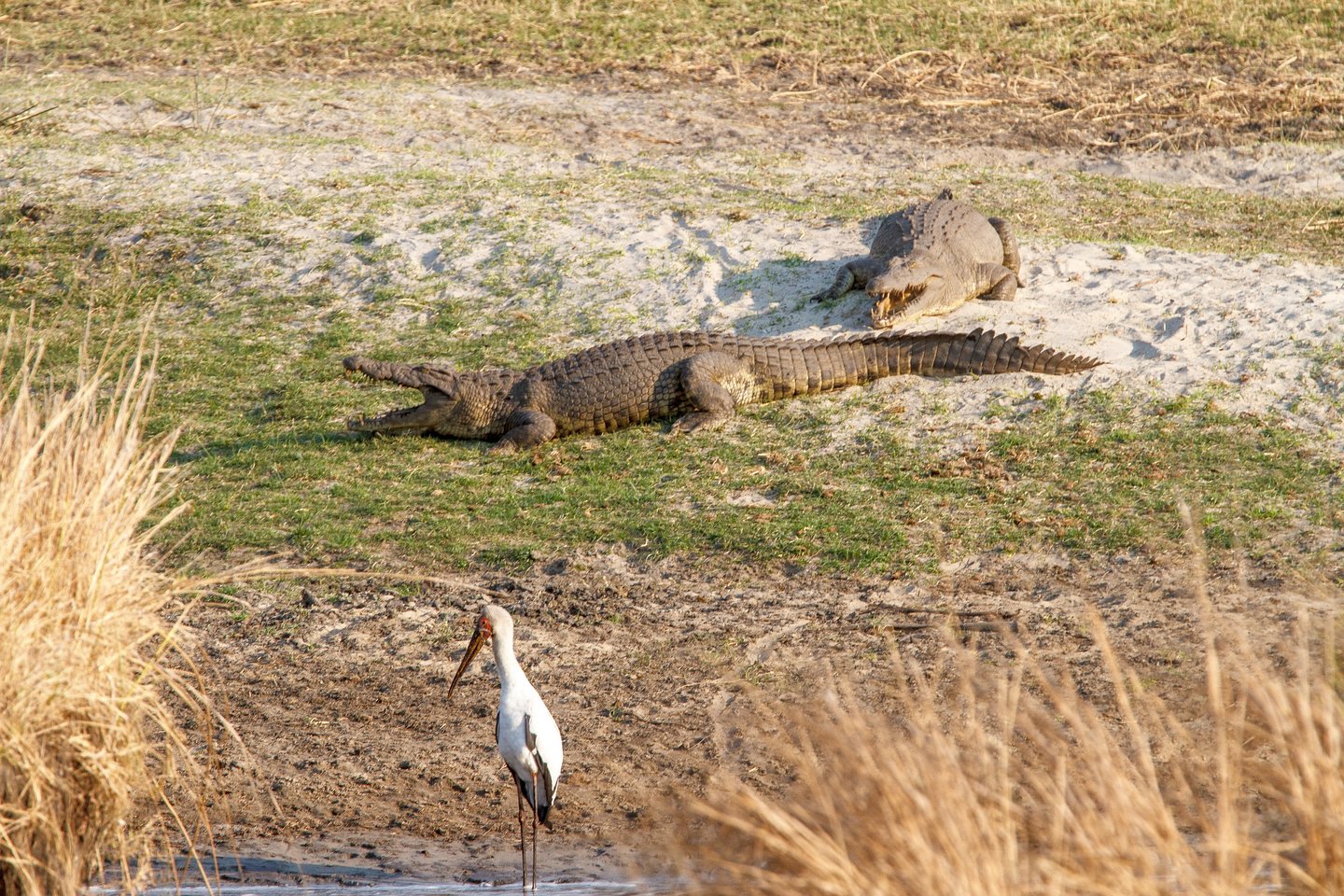 Nilkrokodil