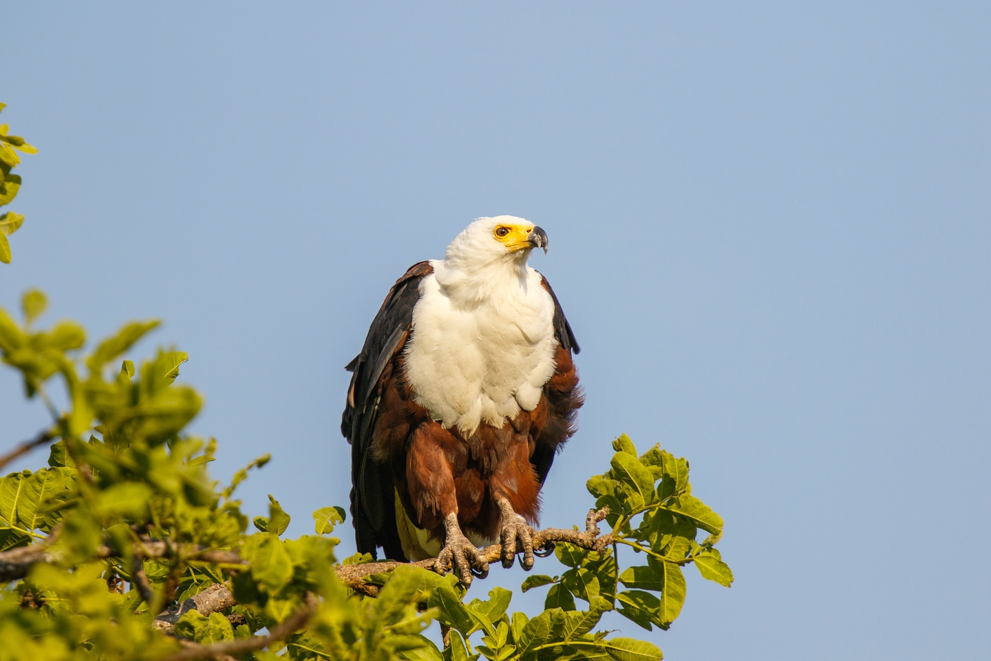 Schreiseeadler