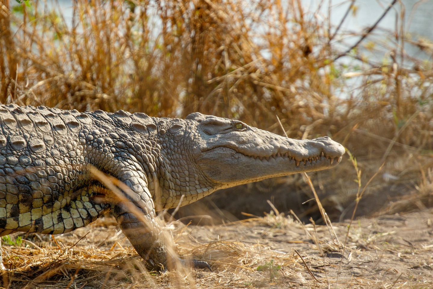 Nilkrokodil