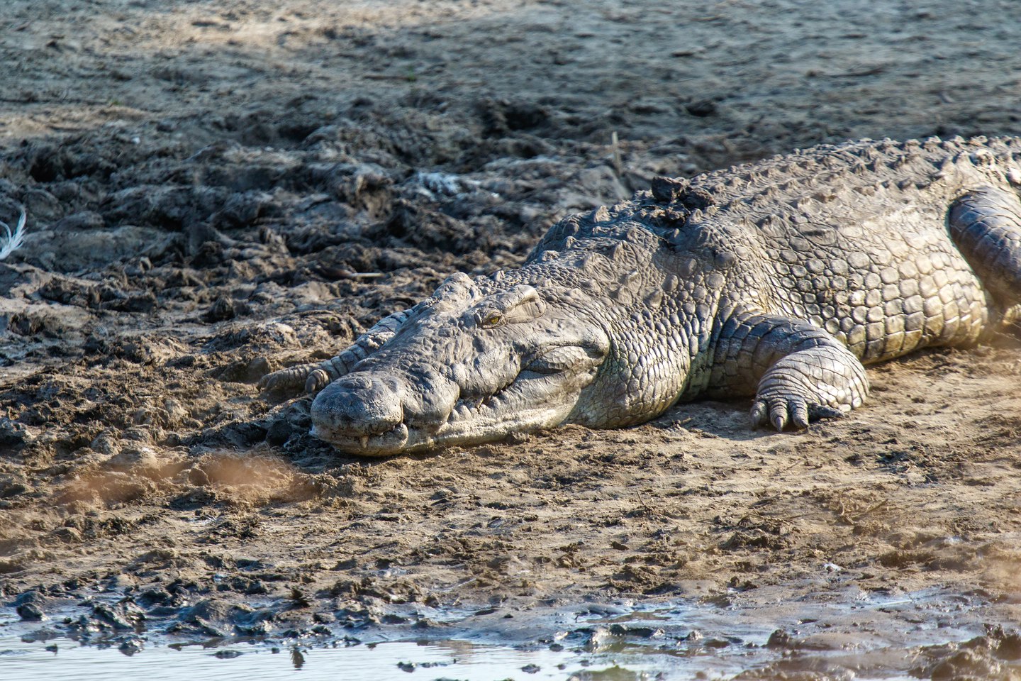 Nilkrokodil