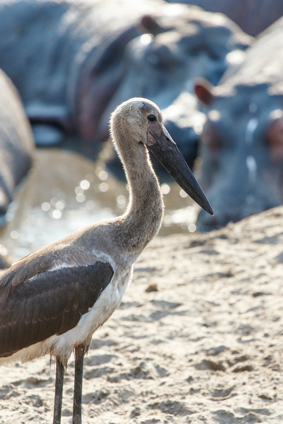 Sattelstorch