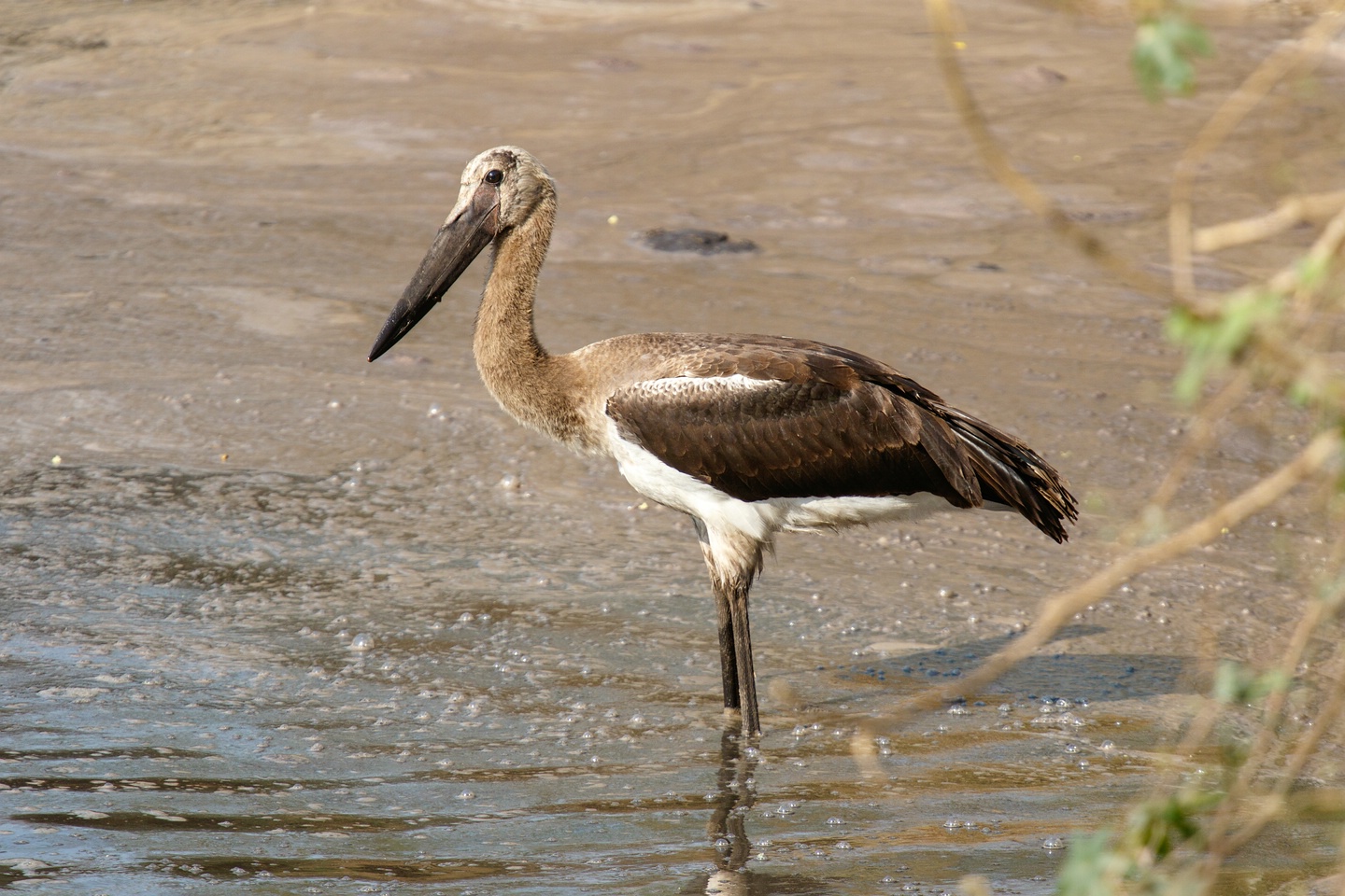 Sattelstorch