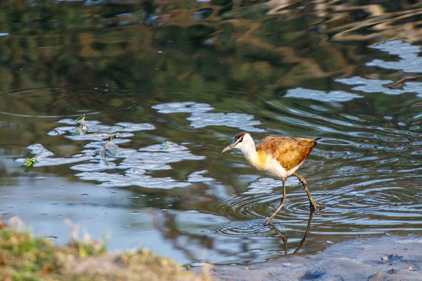 Zwergblatthühnchen