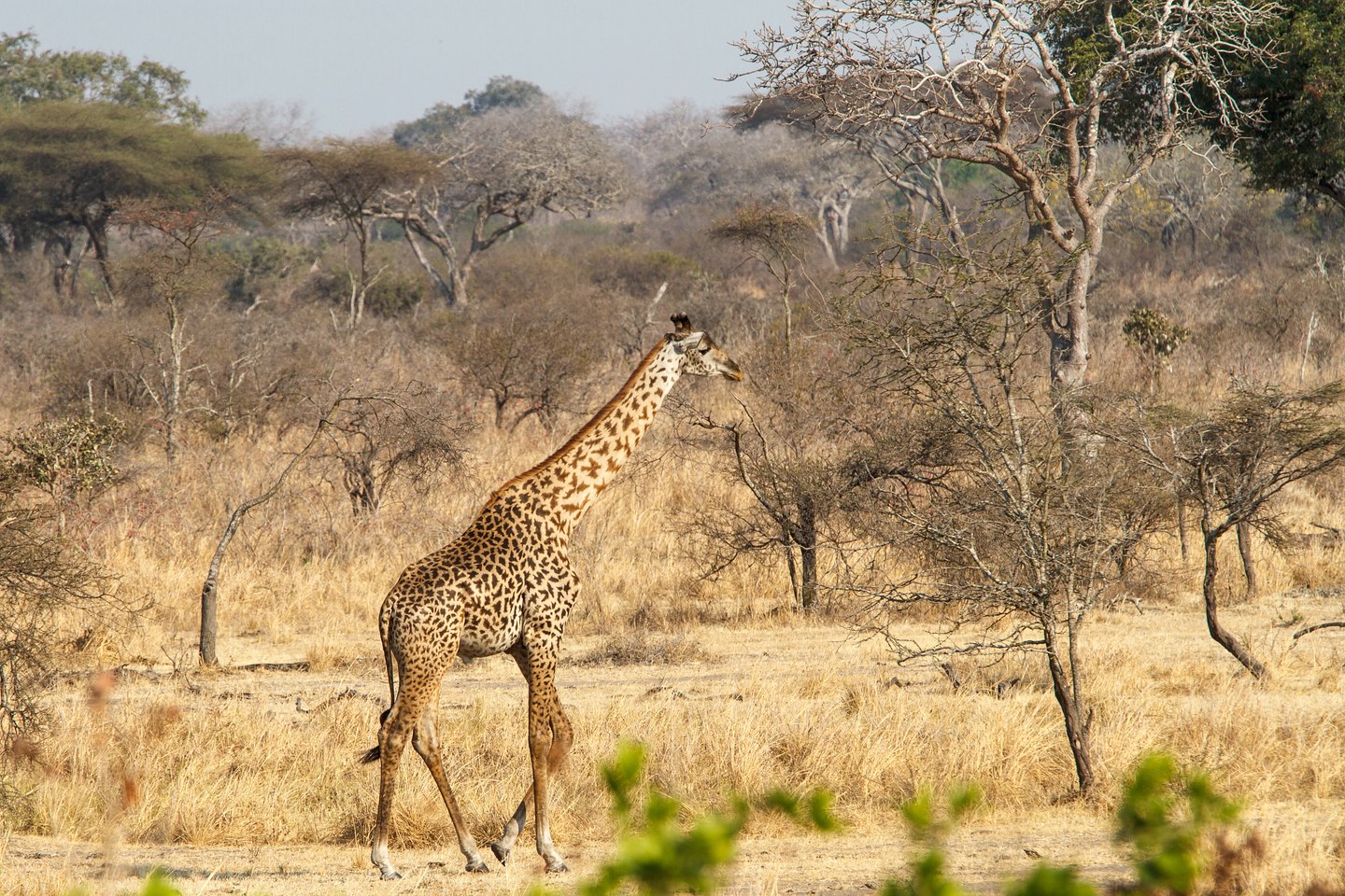 Massai-Giraffe