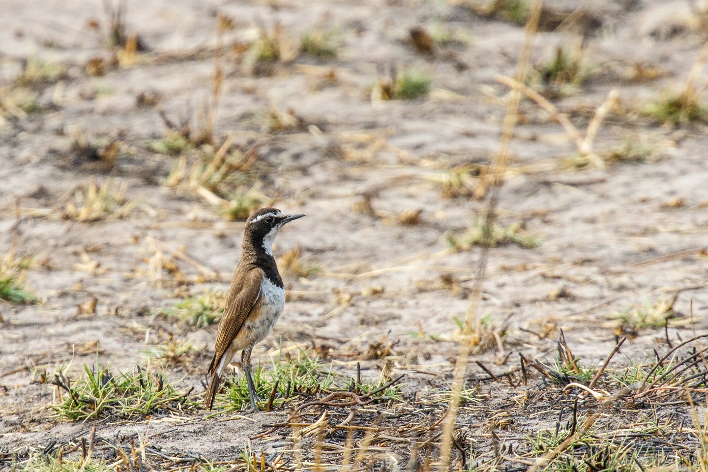 Erdsteinschmätzer