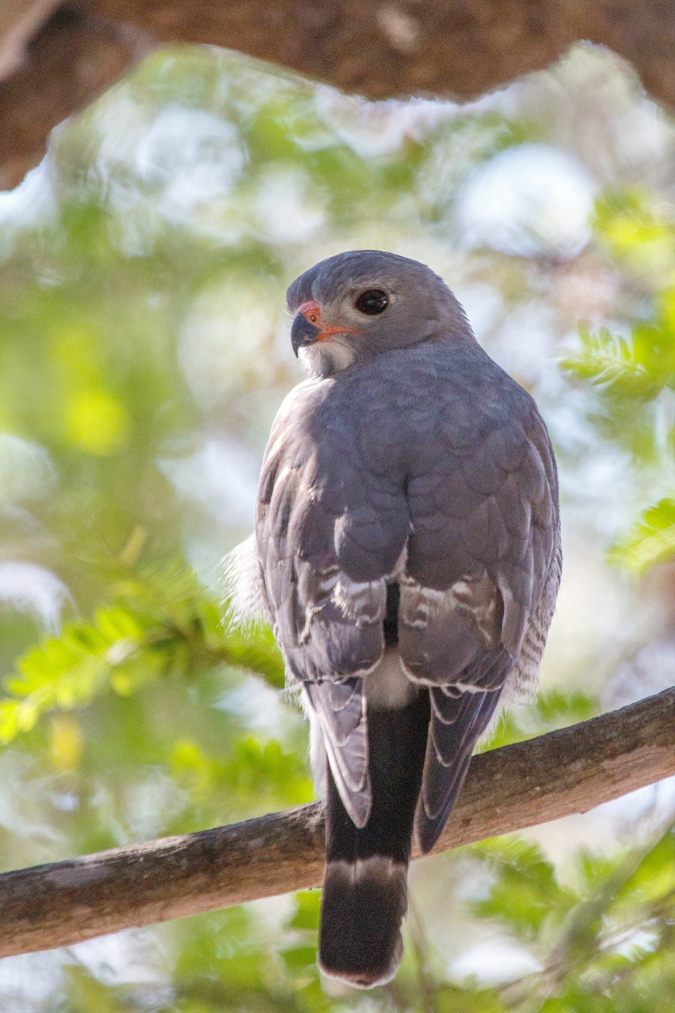 Sperberbussard