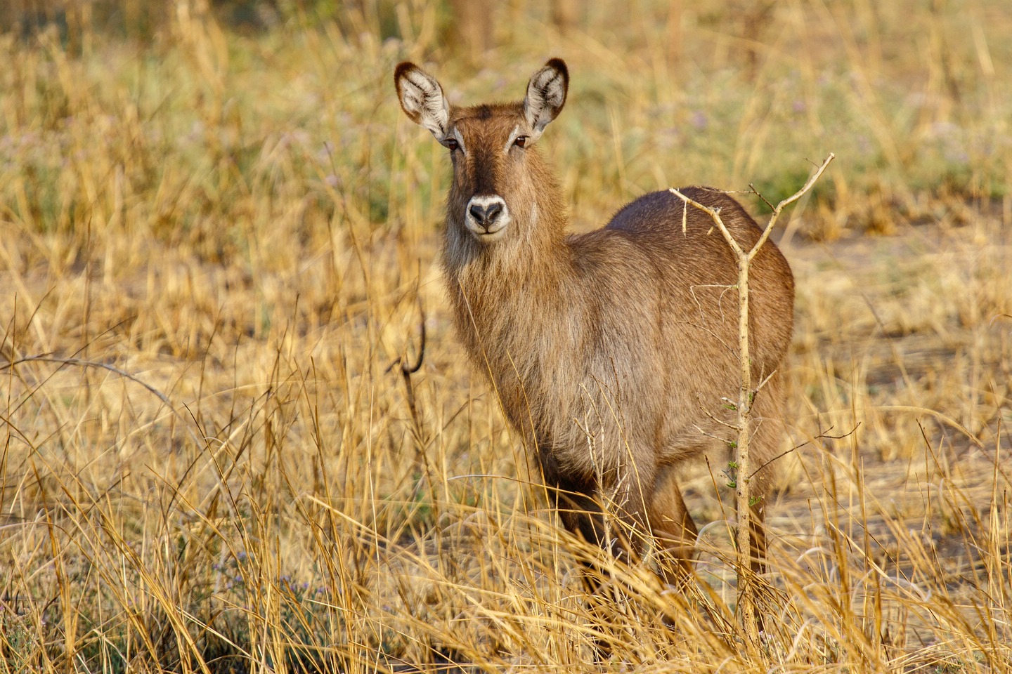 Wasserbock