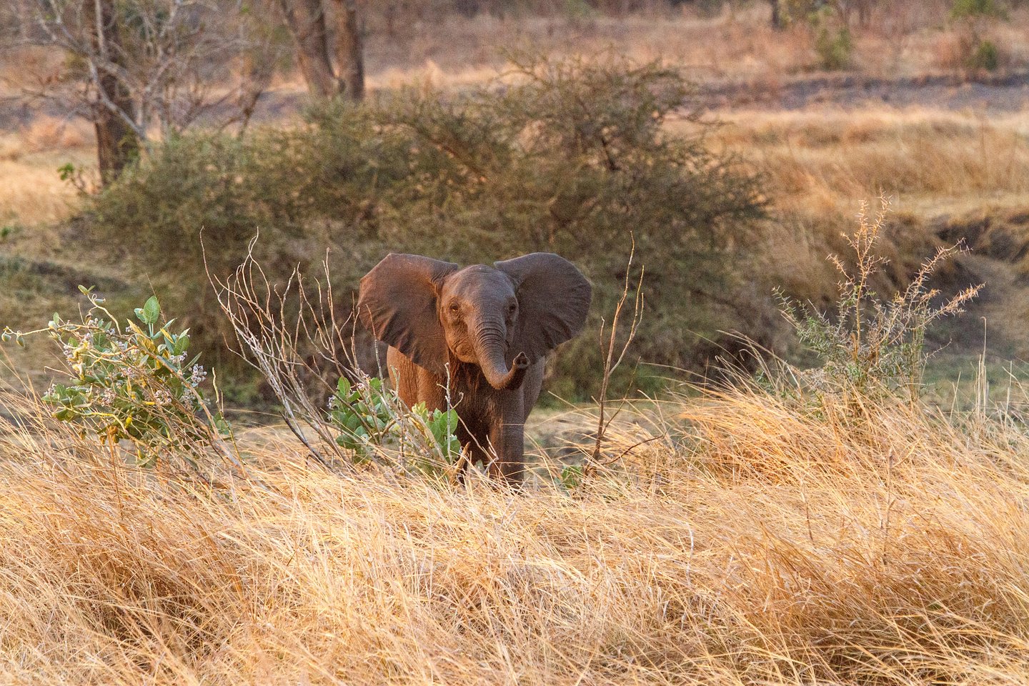 Elefant