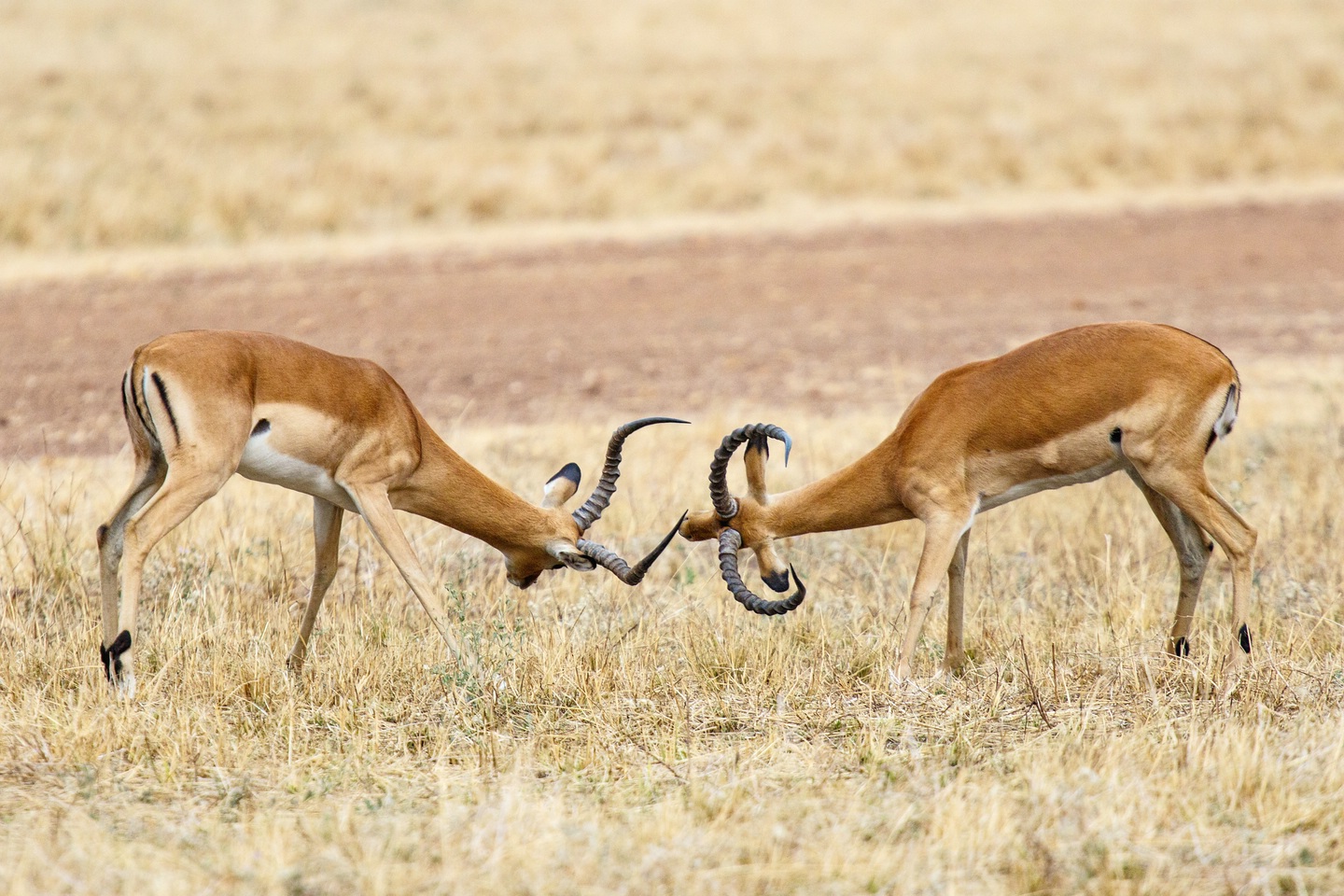 Impala