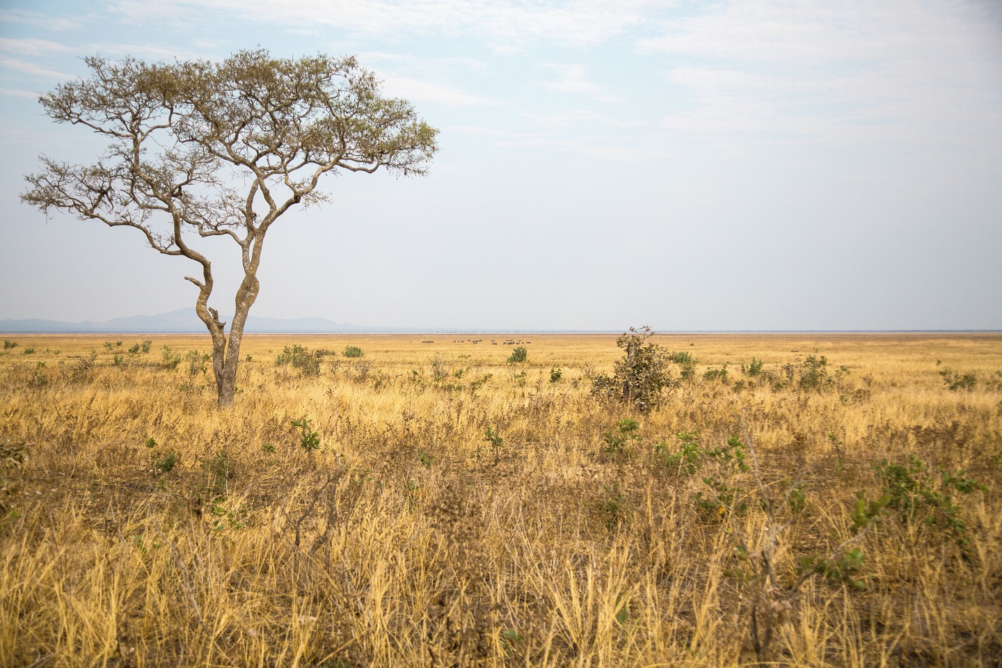 Katavi National Park