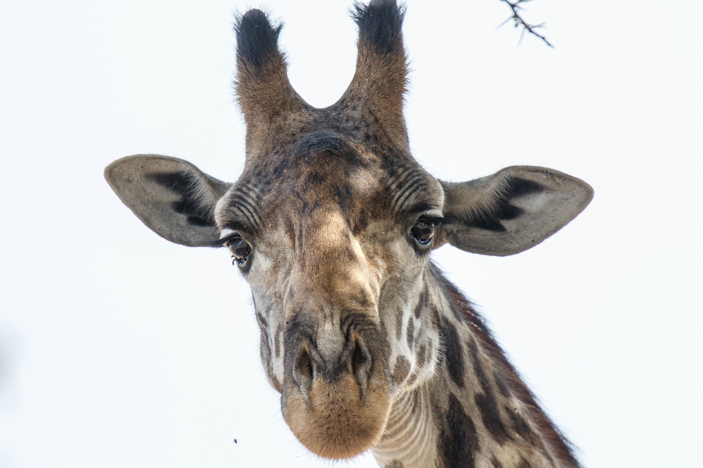 Massai-Giraffe