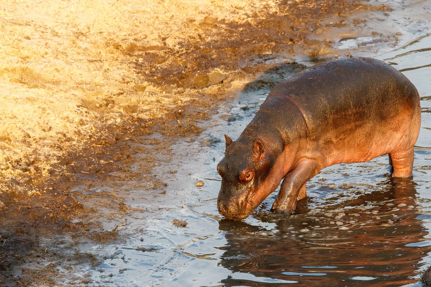 Flusspferd