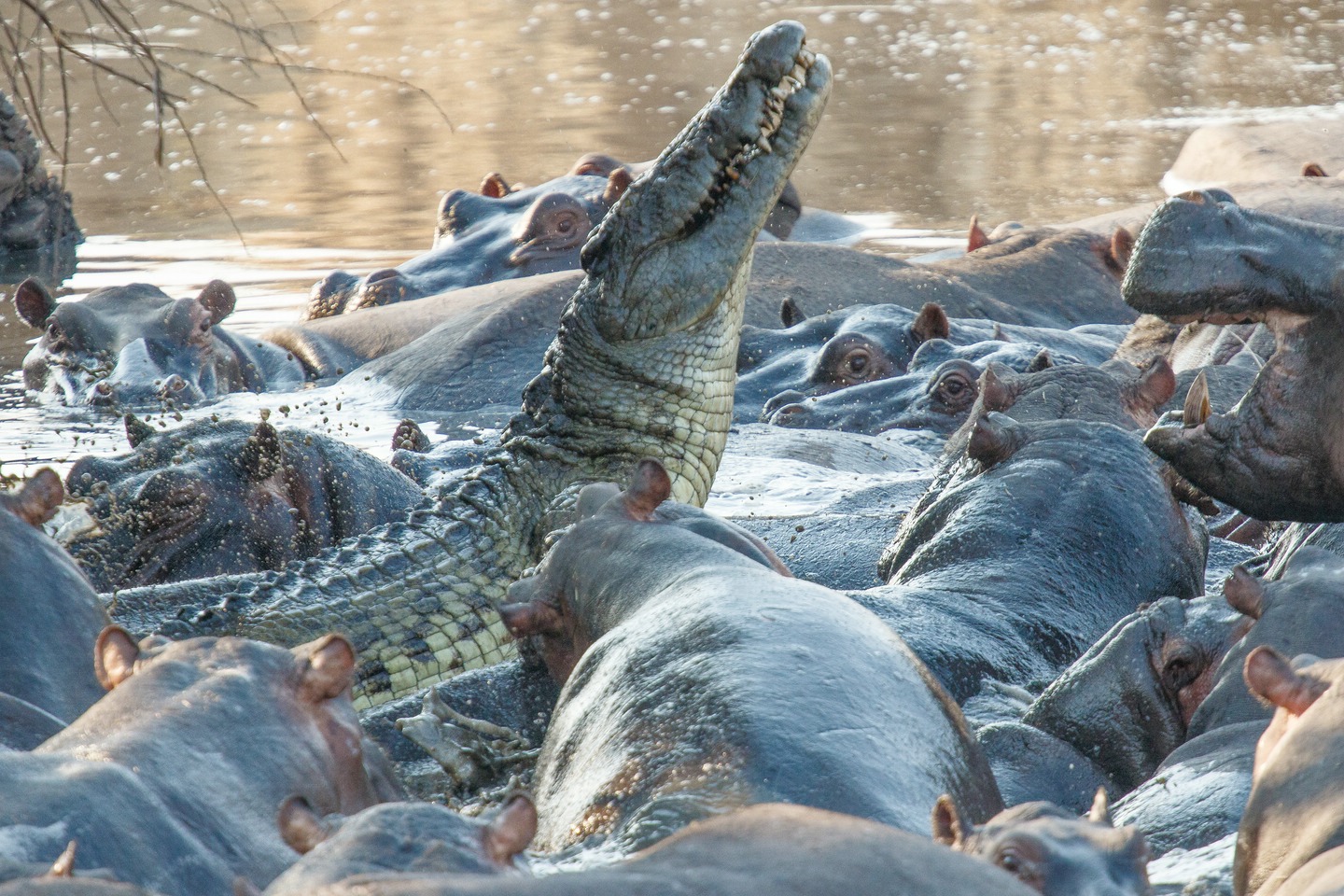 Nilkrokodil