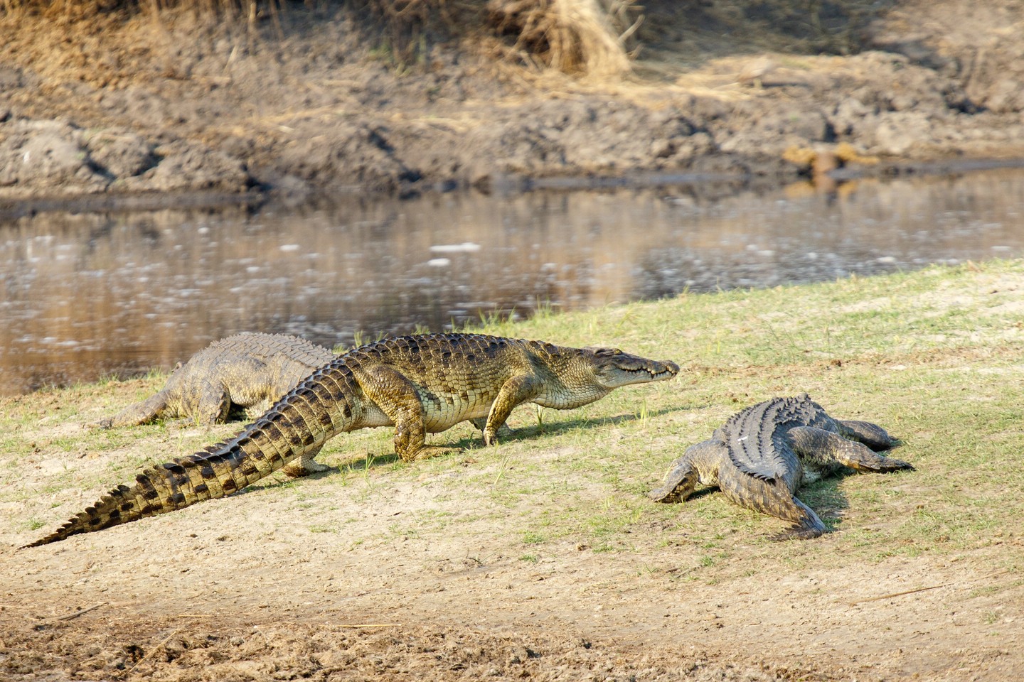 Nilkrokodil