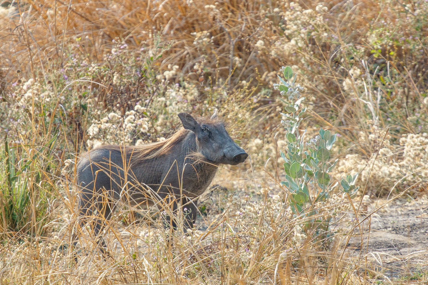 Warzenschwein