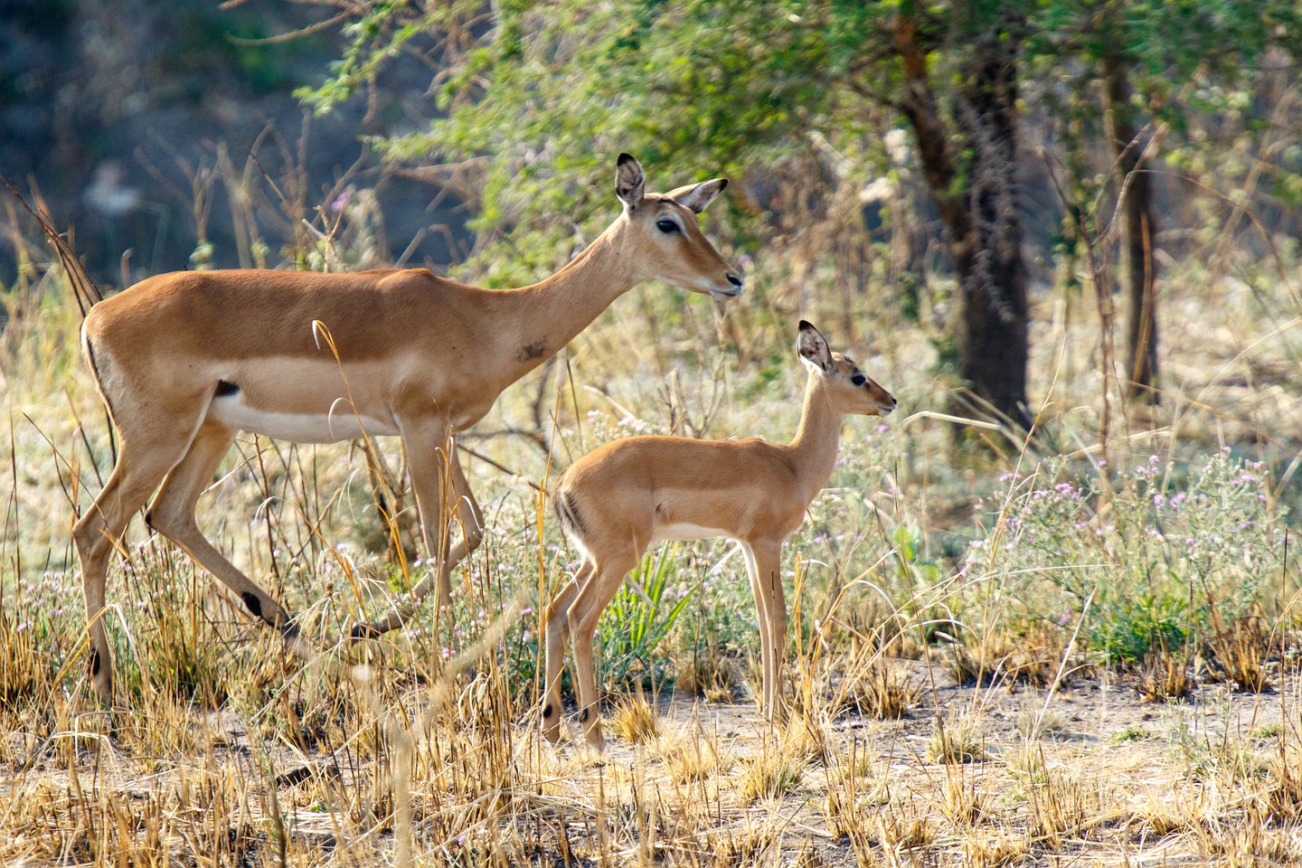 Impala
