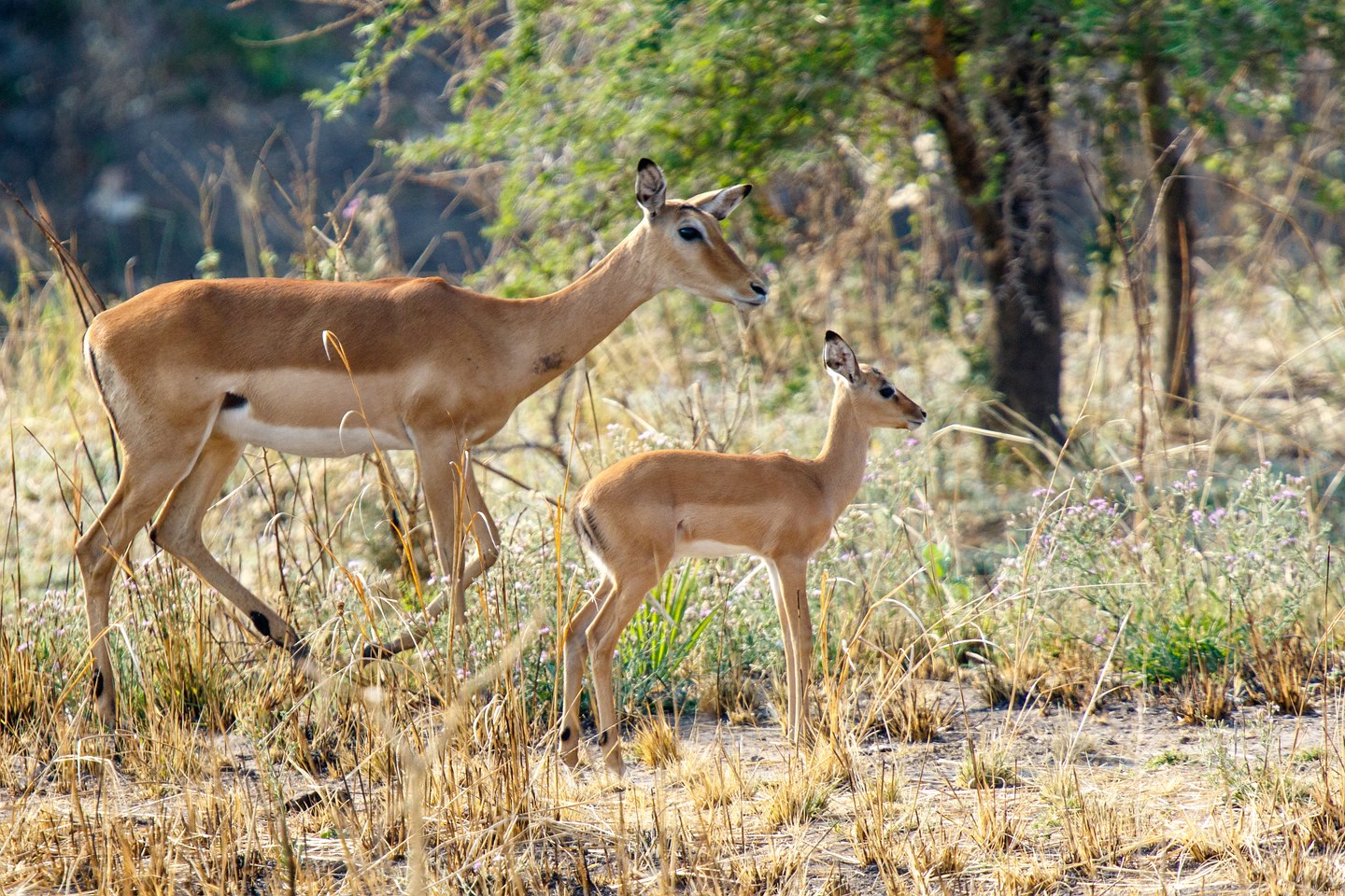 Impala