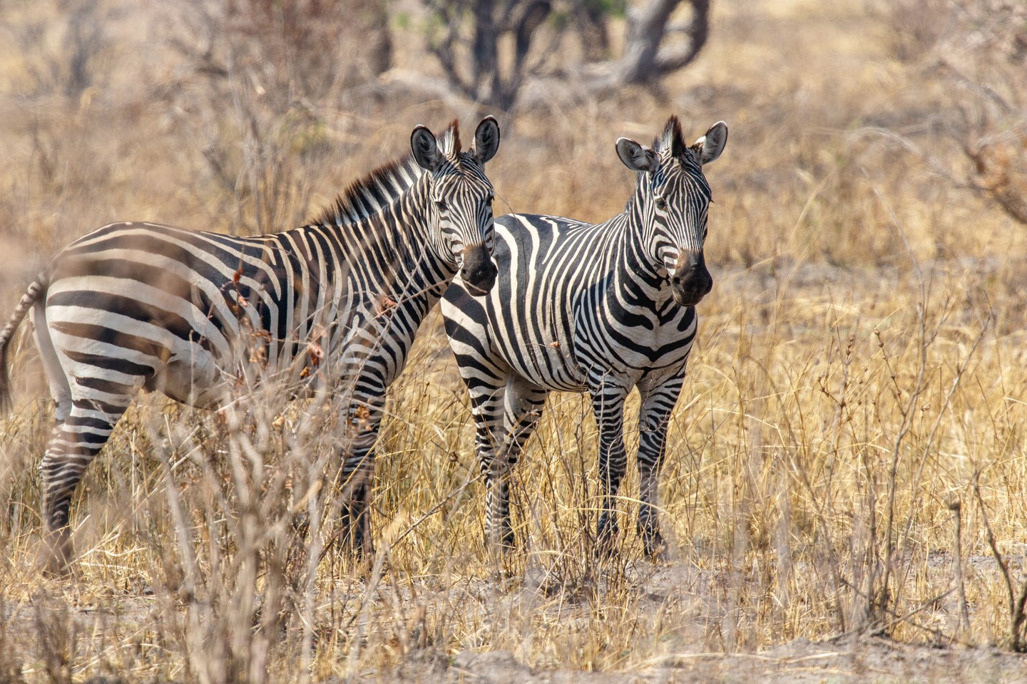 Zebra