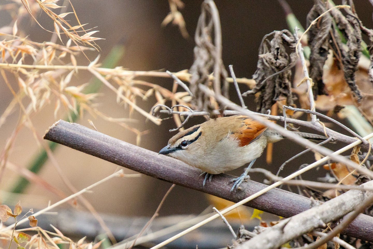 Dorntschagra