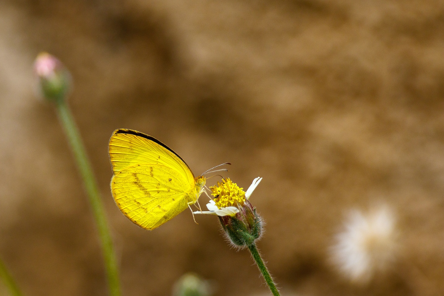 Schmetterling