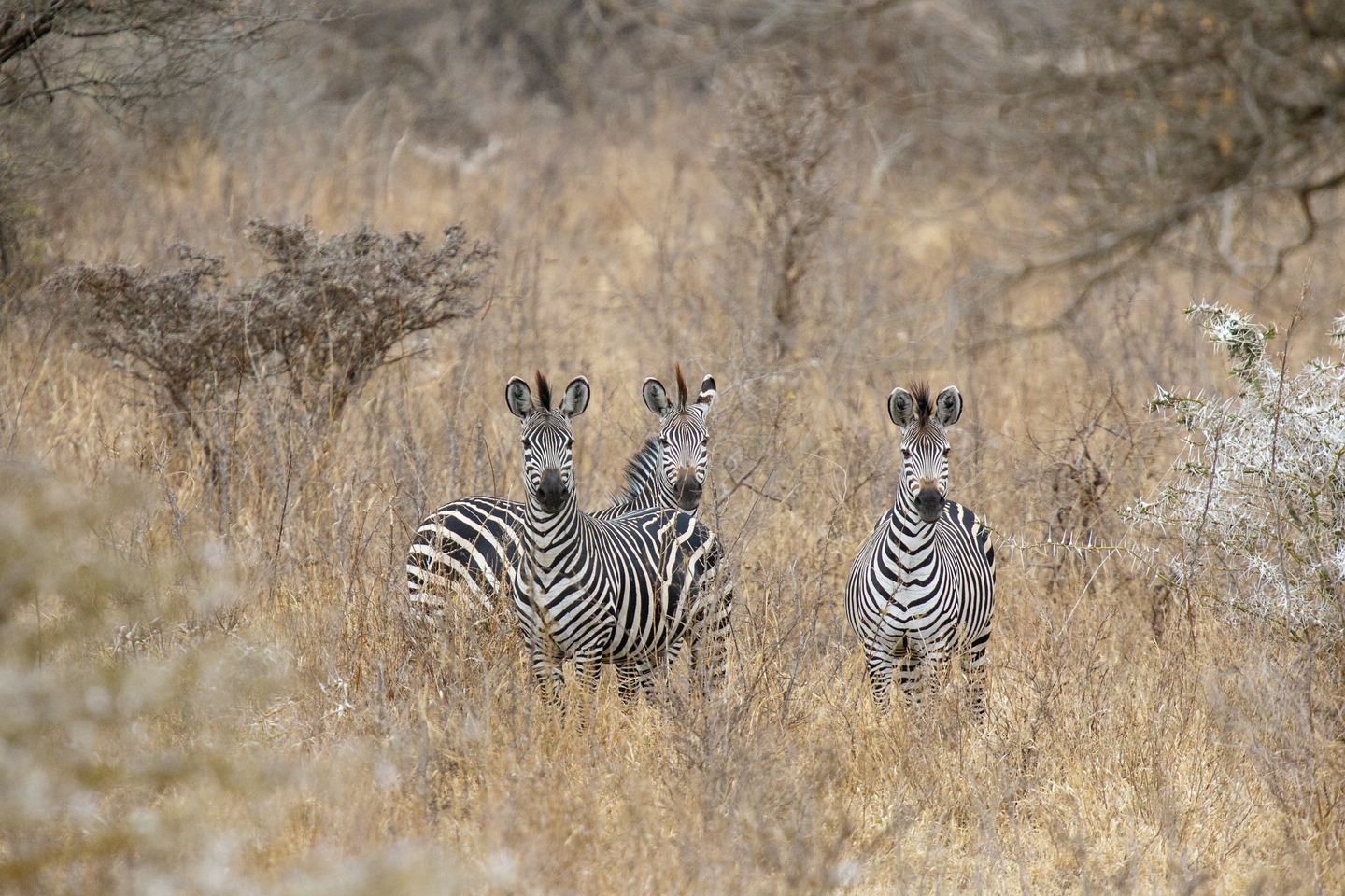 Zebra