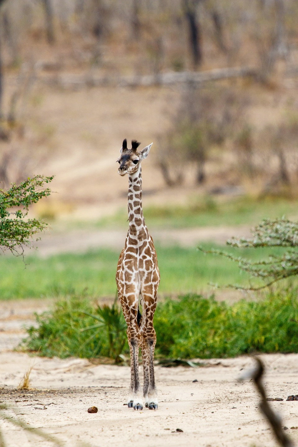 Massai-Giraffe