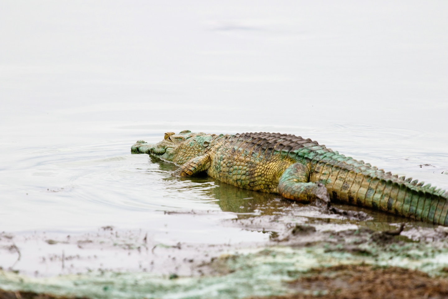 Nilkrokodil