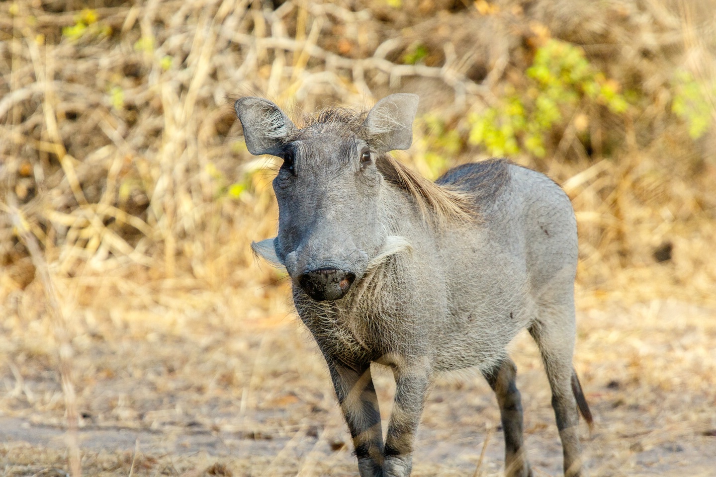 Warzenschwein