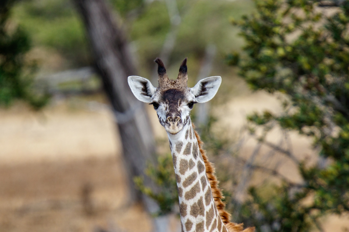 Massai-Giraffe