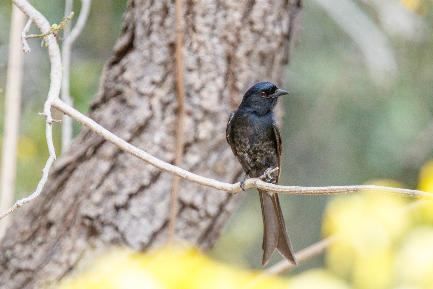 Trauerdrongo