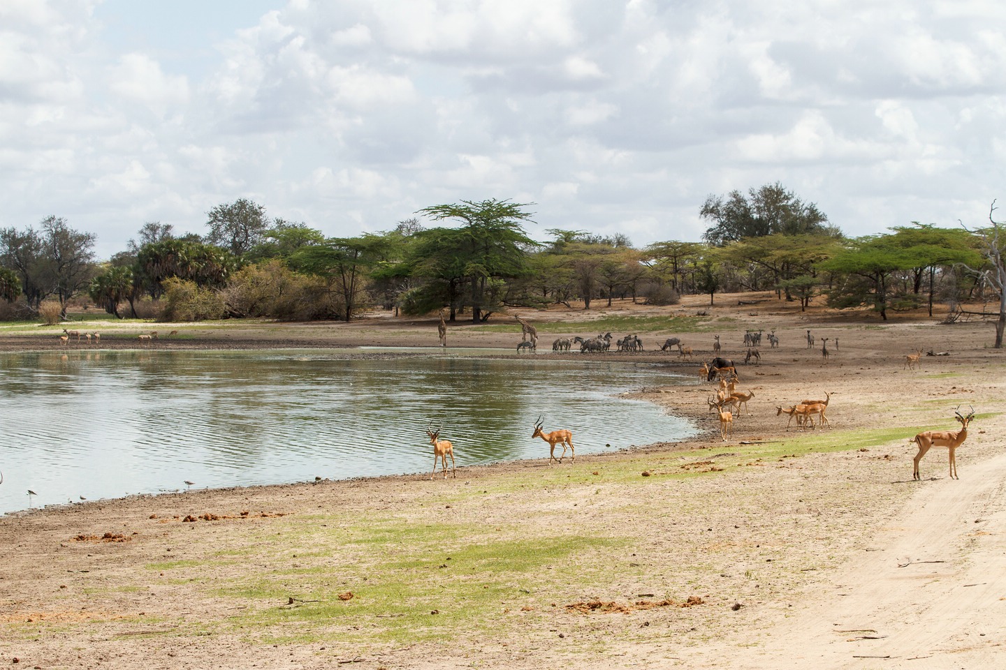 Impala