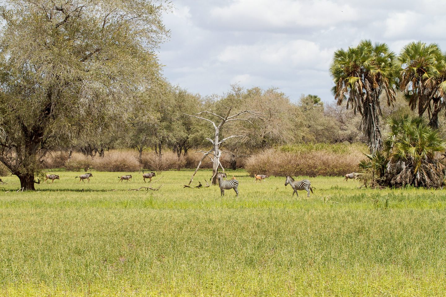 Zebra