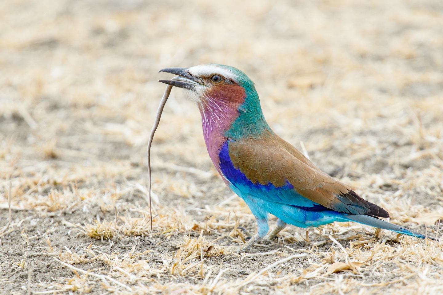Gabelracke