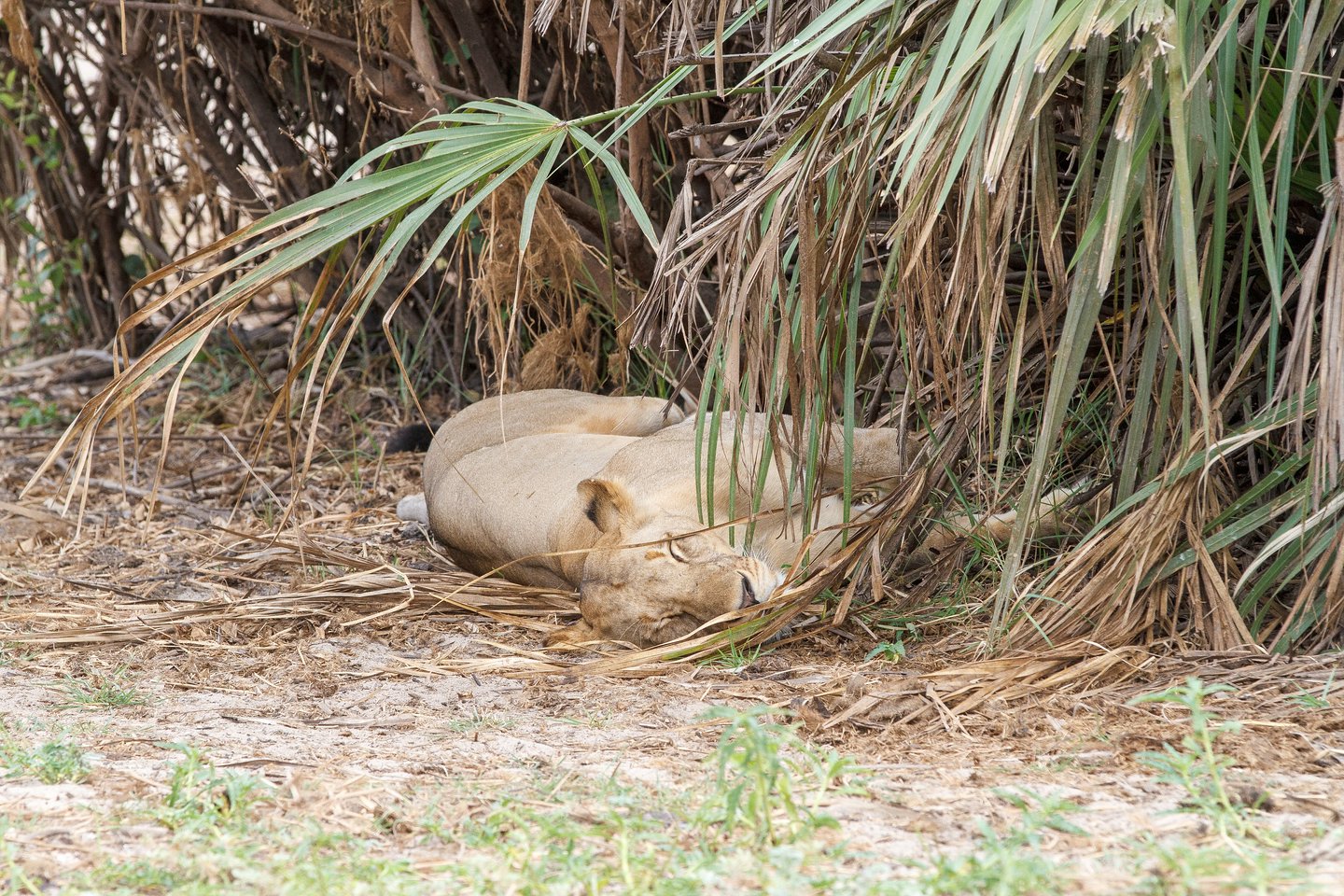 Löwe