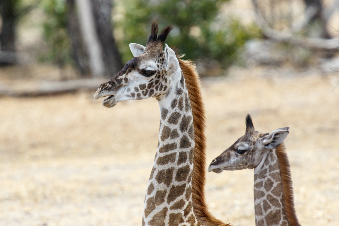 Massai-Giraffe