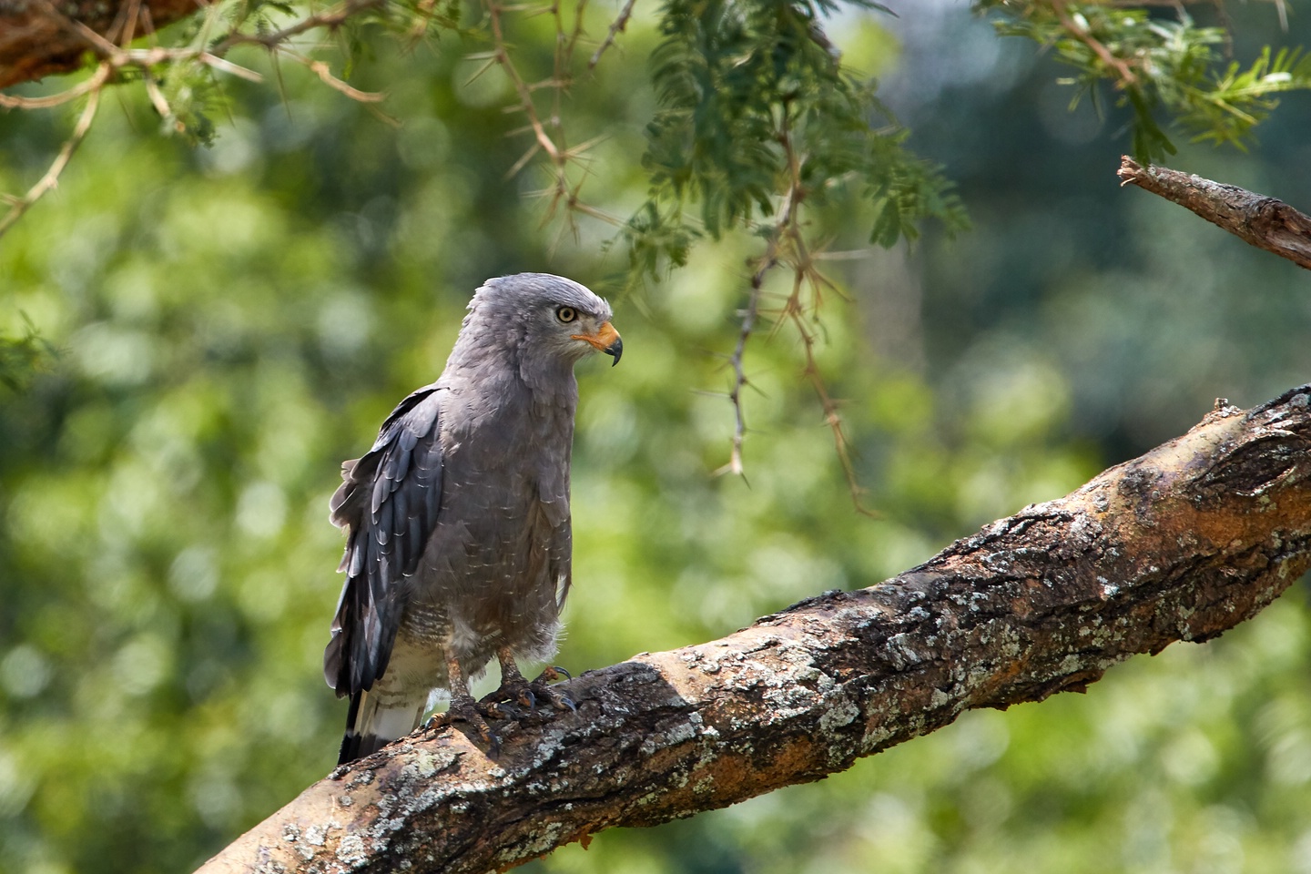 Bandschlangenadler