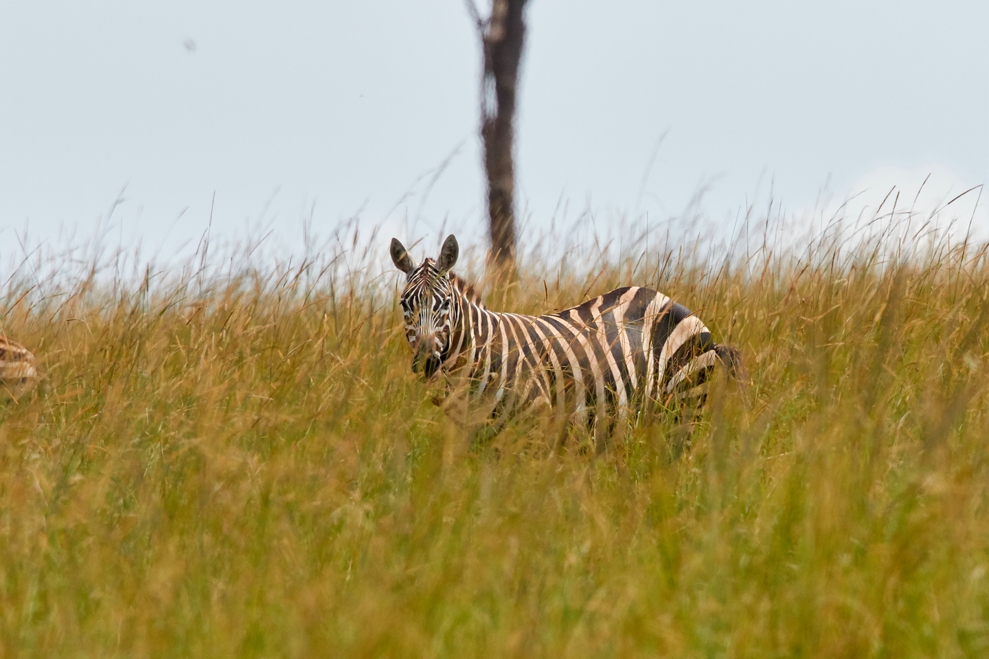 Steppenzebra