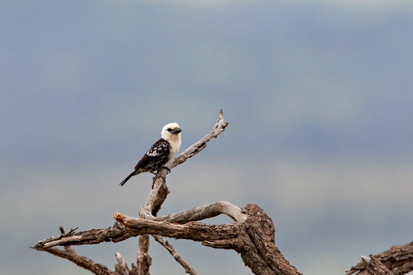 Weißkopf-Bartvogel